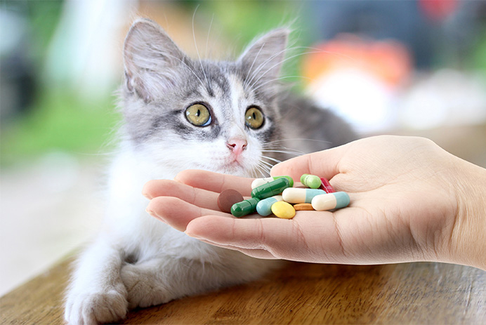 Veterinary Medicine
